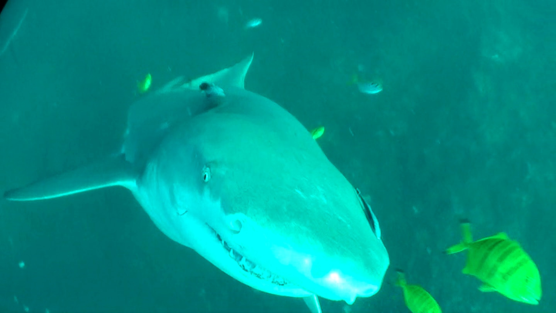 Exmouth Free diving with Sharks Fishing Fishing